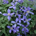 thumbnail image 3 of Direct Gardening Chloe Blue Flowering Clematis Vine Potted Perennial Starter Plant, One per Offer, 3 of 5