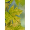 thumbnail image 2 of Jaynes Gallery 17x24 Gold Ornate Wood Framed with Double Matting Museum Art Print Titled - USA-Washington State-Seabeck Bigleaf maple leaves close-up in autumn, 2 of 4
