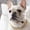 GD1, variant on Pet Collar for Dogs Versatile Metal Necklace Style Accessory by Pet Category Gold Plated Chain for Small and Medium Dogs Craftsmanship for Indoor Outdoor Use