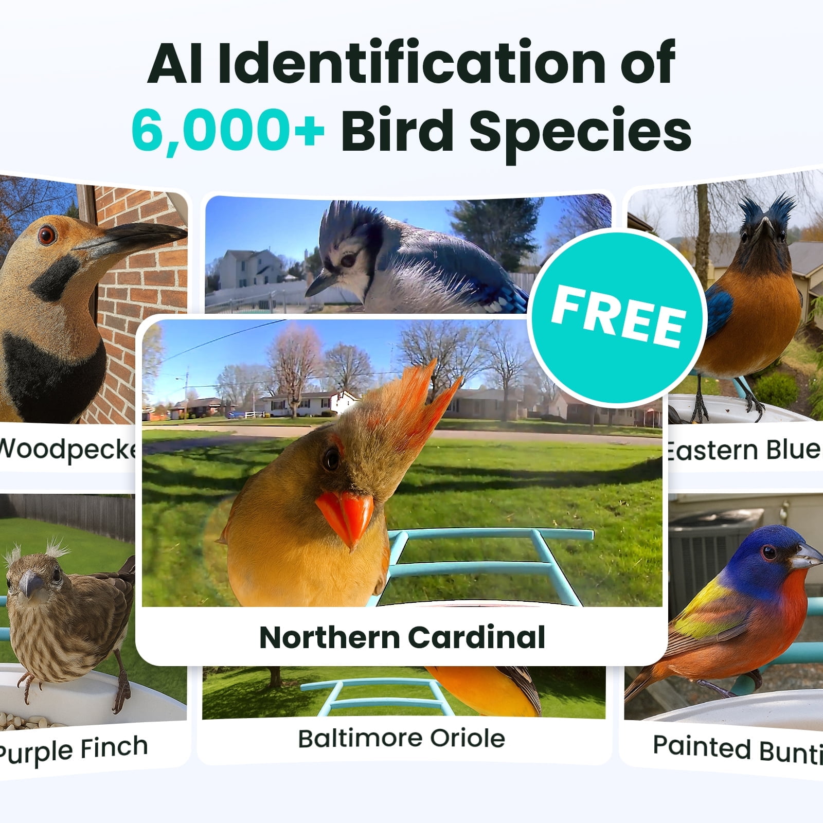 Bird Feeder with Camera, Netvue Birdfy Bird Watching Cameras Solar Powered with Lifetime AI, Blue