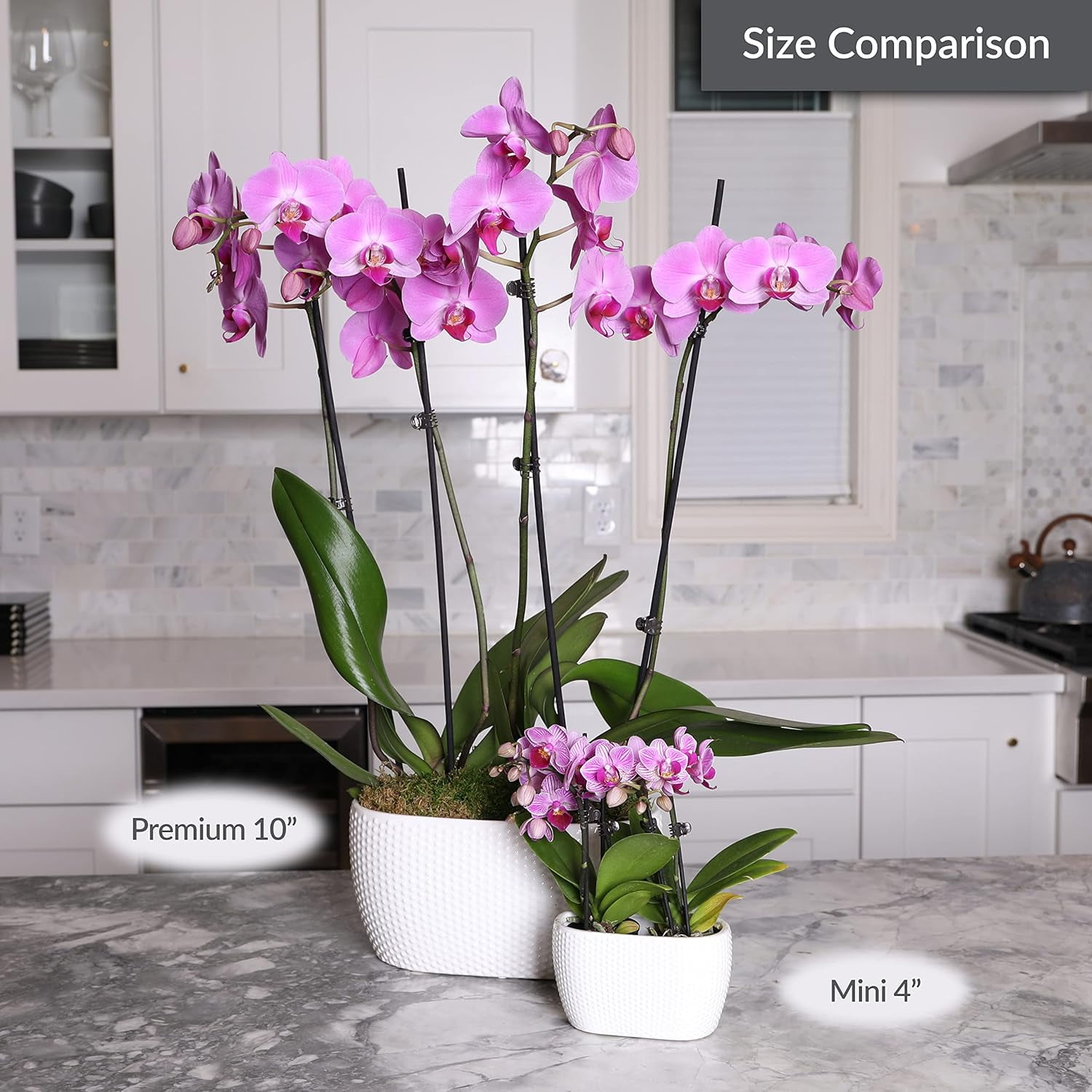 Just Add Ice 6-10" Dark Purple Mini Orchid Duo Live Plants in 4" White Ceramic Planter, House Plant