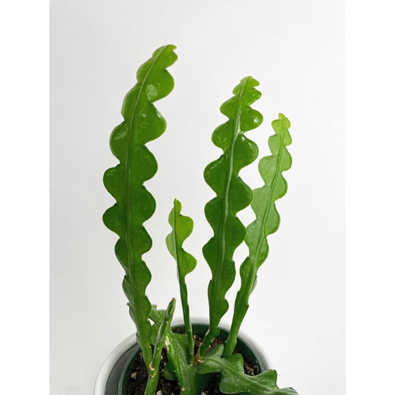 Bumble Plants Ric Rac Fishbone Cactus - Full Live Colorful Houseplant in Nursery Pot, Easy Care, Indoor Plant for Beginners