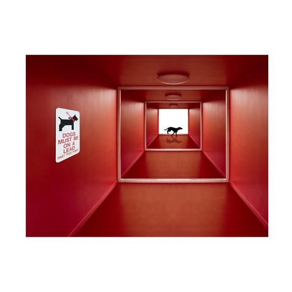 Jacqueline Hammer 'Dog On The Loose' Canvas Art