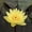 Yellow, variant on Live Water Lily Tubers | Pre-Grown Hardy Lily Rhizome in White, Pink, Red, Yellow, Orange, Purple (Purple)