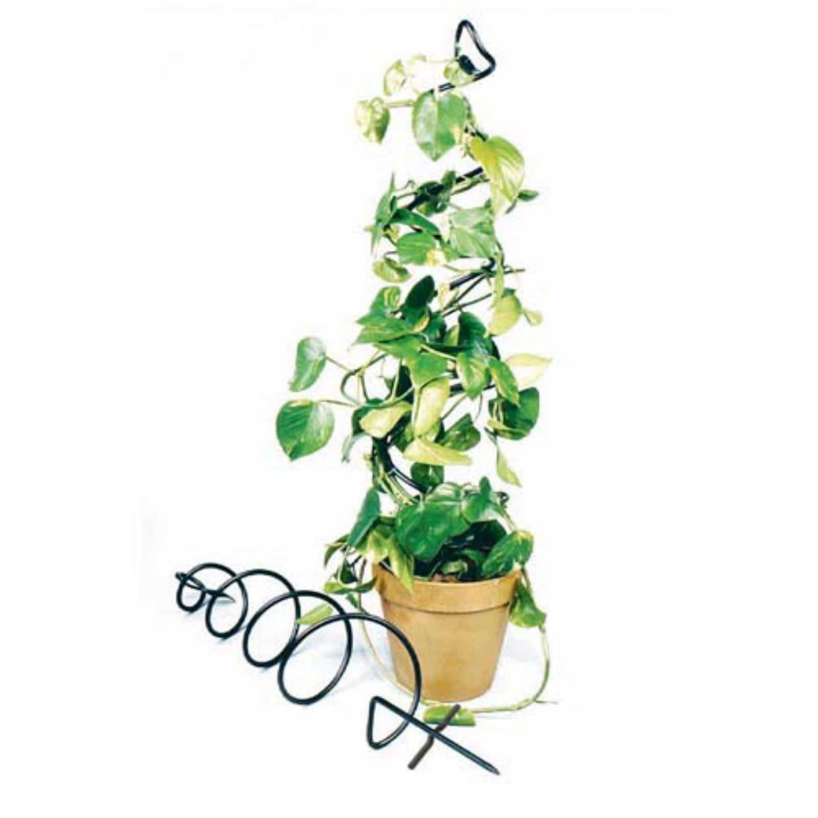 Achla Designs Spiral 3 5 Ft Iron Plant Trellis Achla Designs Spiral 3 5 Ft Iron Plant Trellis