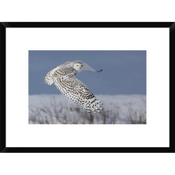 Global Gallery Mircea Costina 'Snowy Owl' Framed Wall Art