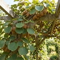 thumbnail image 6 of Kiwi Vine Live Plant, Hardy Kiwi Live Plants, 6-8 Inches Tall, Fruit Vine Starters for Easy Garden Growing, 6 of 6