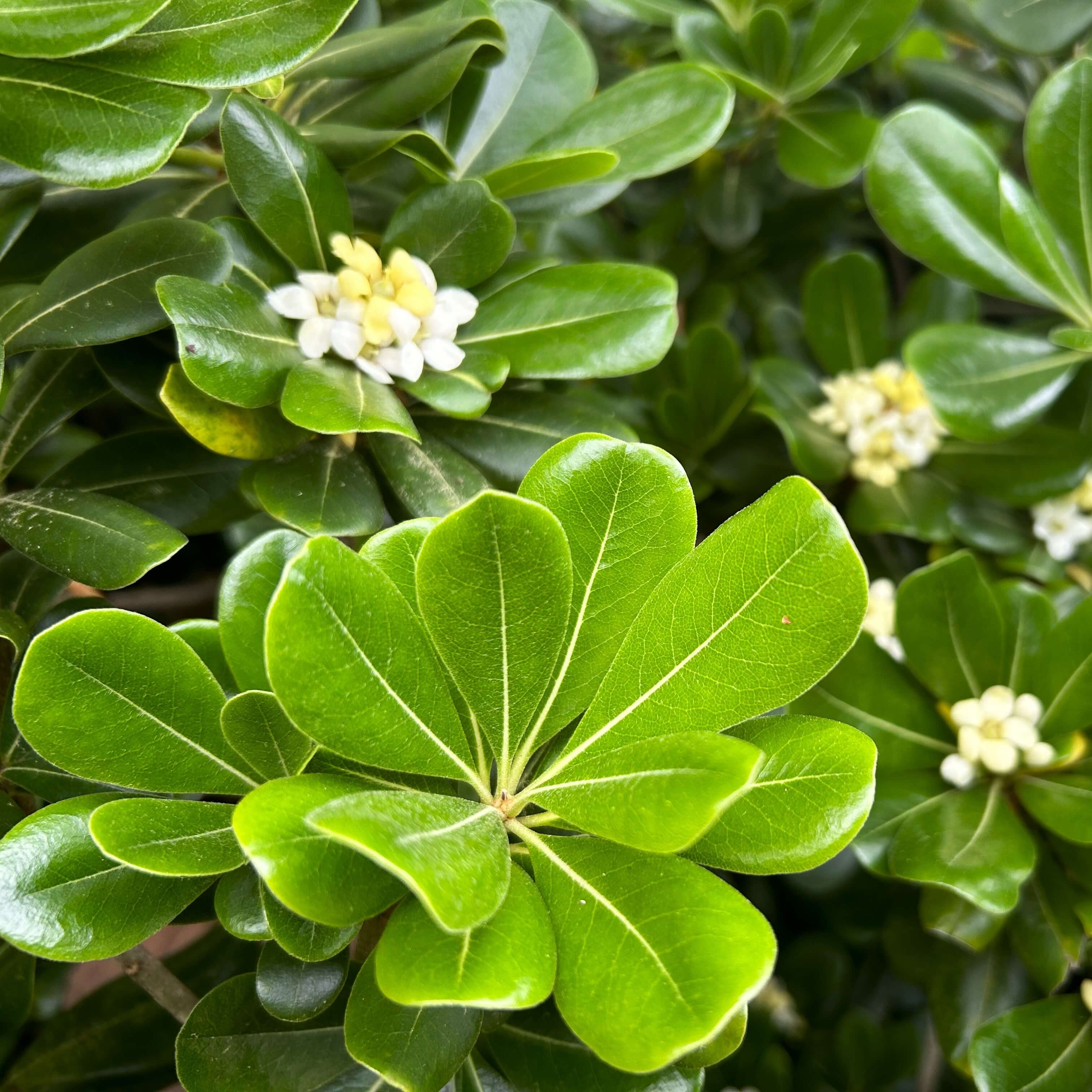 Expert Gardener Green Pittosporum 'Japanese Mock Orange' (2.5 Gallon) Part Sun Evergreen Shrub - Live Plant