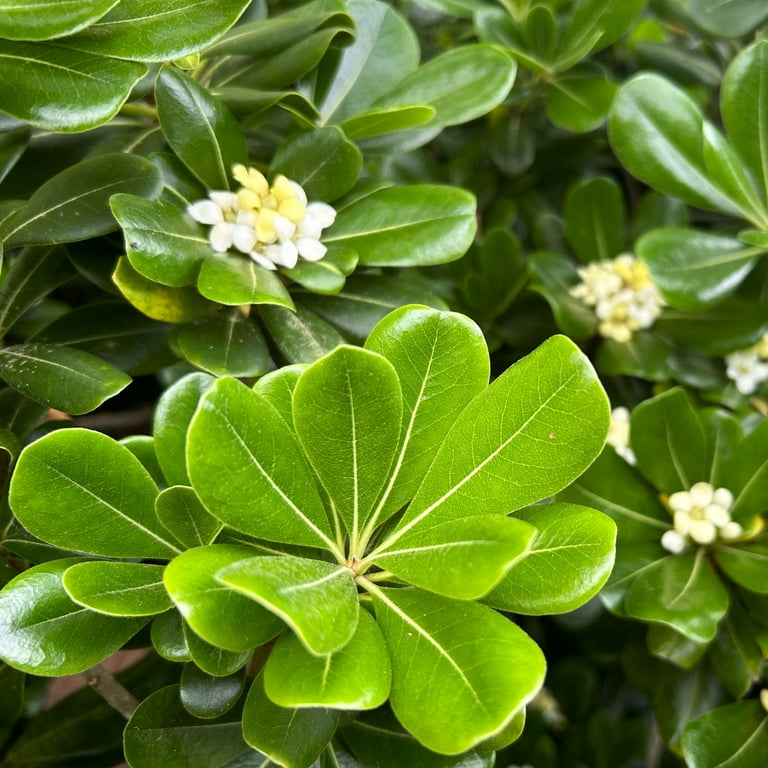 Expert Gardener Green Pittosporum 'Japanese Mock Orange' (2.5