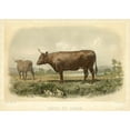 thumbnail image 3 of Bonheur, I. 18x14 Black Modern Framed Museum Art Print Titled - Vache De Devon, 3 of 5