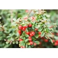 thumbnail image 3 of Cranberry Cotoneaster, 3 of 6