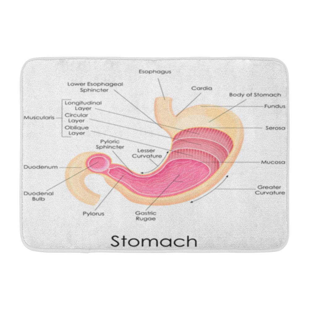 Anatomy Of Esophagus And Stomach Anatomical Charts & Posters