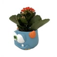 thumbnail image 3 of Blue Mini Monster Ceramic Planter with Kalanchoe Succulent Plant - 3" Pot, 3 of 3