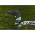 thumbnail image 2 of Delisle, Gilles 18x14 White Modern Wood Framed Museum Art Print Titled - Canada, Quebec, Eastman Common loon calling, 2 of 4