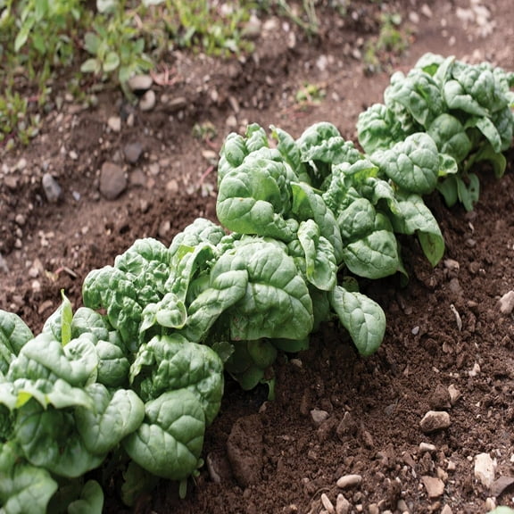 Hammerhead Hybrid Spinach Seeds