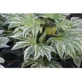 thumbnail image 2 of Speckled Spider Web Aralia - Live Plant in a 6 Inch Pot - Fatsia Japonica Spider - Speckled Aralia Indoor Outdoor Fast Growing Hardy Evergreen, 2 of 4