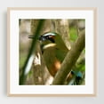 thumbnail image 2 of Bright Eyes - Coco Guanacaste Province Costa Rica Photography Wildlife Nature Bird Woodland Forest Tropical Animal Unframed Wall Art Print 16 x 16 inches, 2 of 9