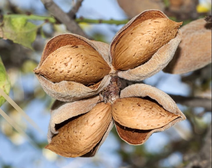 Blanched Sliced Almonds, 8 Pounds — Kosher, Vegan — by Food to Live