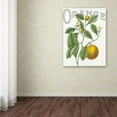 thumbnail image 3 of Trademark Fine Art 'Classic Citrus VI' Canvas Art by Sue Schlabach, 3 of 3