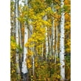 thumbnail image 2 of Drost, David 15x18 Gold Ornate Wood Framed with Double Matting Museum Art Print Titled - Yellow Woods V, 2 of 4