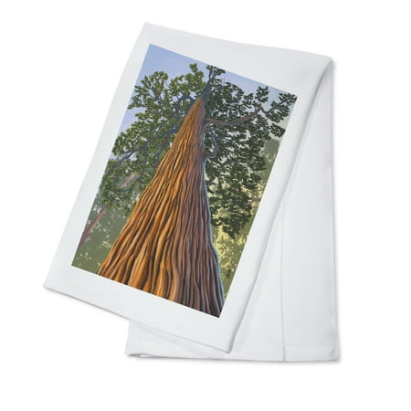 

Tree Looking Up (100% Cotton Tea Towel Decorative Hand Towel Kitchen and Home)