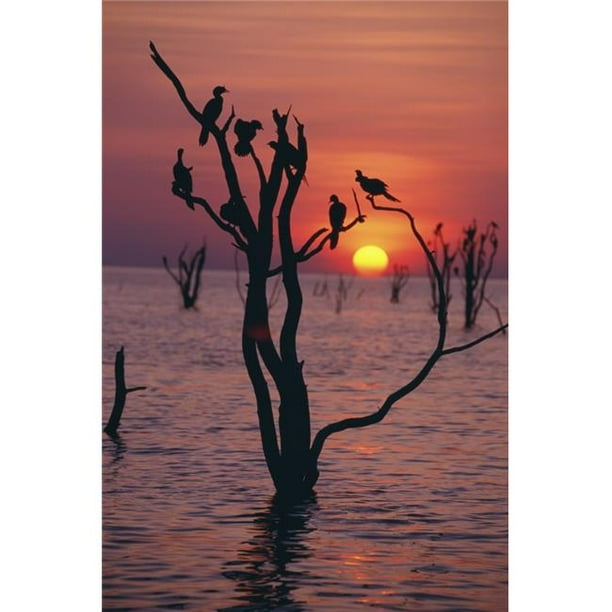 Oiseaux sur l'Arbre&44; Lac Kariba au Coucher du Soleil Affiche Imprimer&44; 24 x 38 - Grand