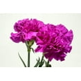 thumbnail image 5 of Seedville 50 Magenta Carnation Plant Seeds, Fragrant Flowers, 5 of 5