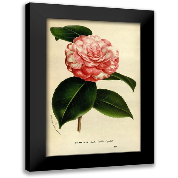 Anonymous 11x14 Black Modern Framed Museum Art Print Titled - Camelia Japonica