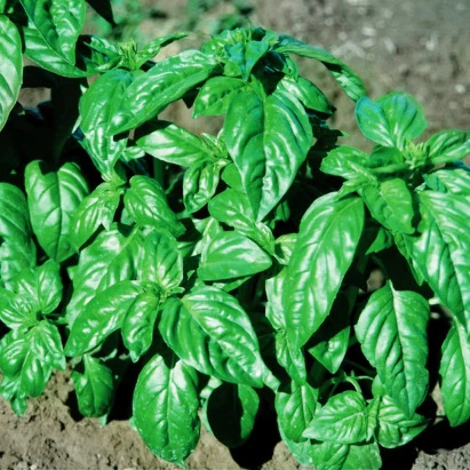 Basil Italian Large Leaf Organic Seed