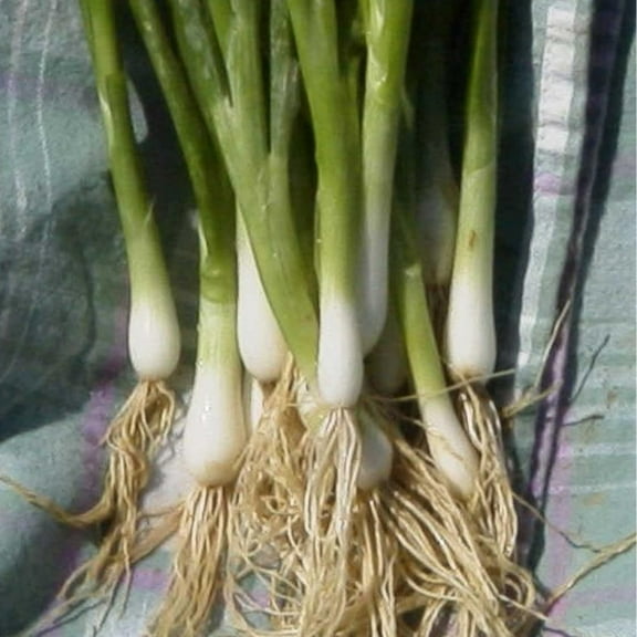 Japanese white bunching Onion Heshiko seeds 100   Annual