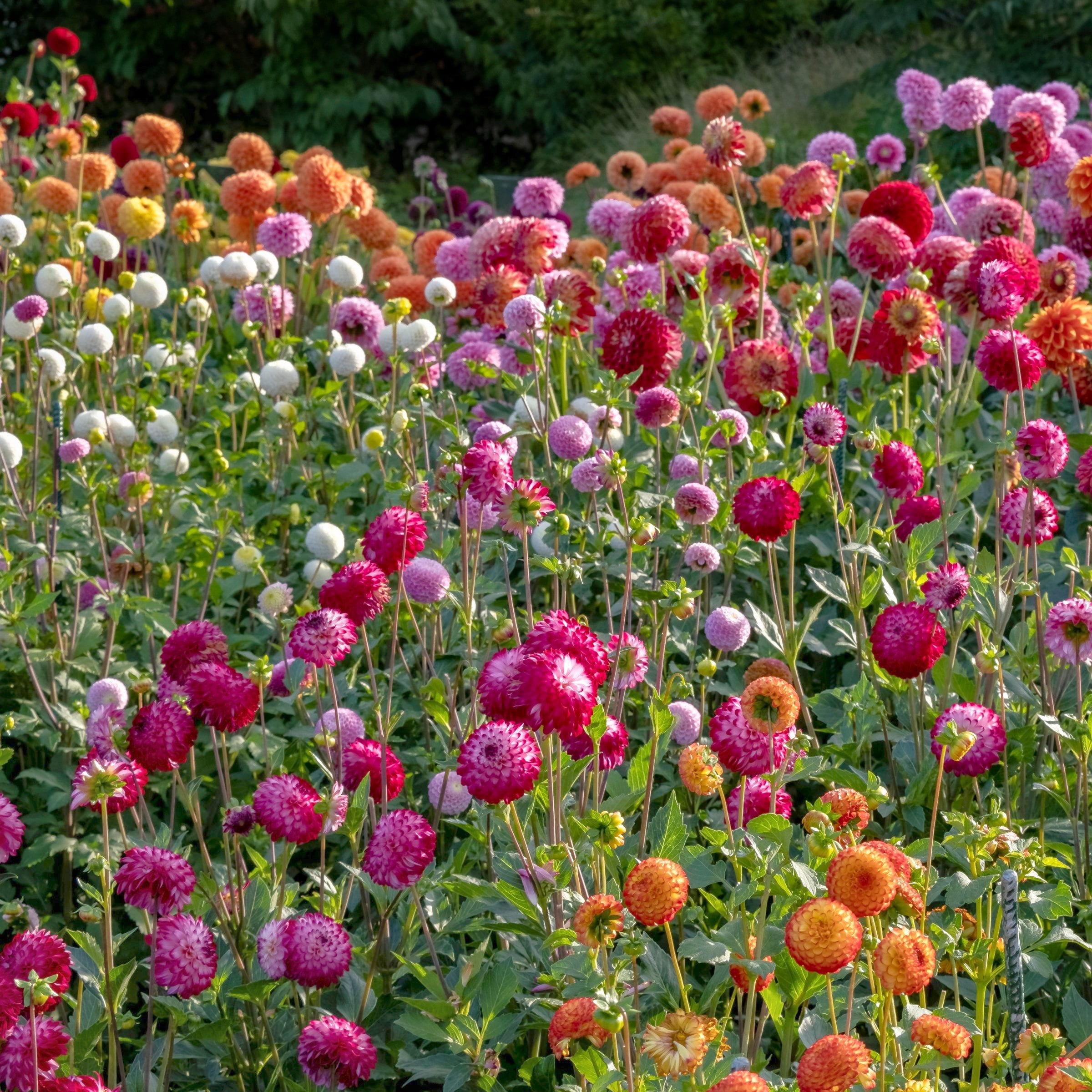 National Plant Network Dahlia Ball Mixed Bulbs (5-Pack)
