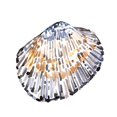 thumbnail image 2 of Caroline, Emma 12x12 White Modern Wood Framed Museum Art Print Titled - Simple Shells IV, 2 of 4