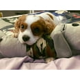 thumbnail image 6 of The Dog Pillow Company Plush Pet Pillow/Dog Neck and Body Straight Pillow for Upper Spine and Calming Support, Grey with Camo Shirt, 19 x 6 x 5 Inches, 6 of 10