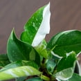 thumbnail image 3 of White Princess Philodendron in 6in. Grower's Pot - Large and Fully Rooted - Striking Variegation, 3 of 8