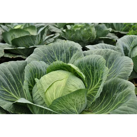 500 Brunswick Cabbage Seeds - Heirloom Non-GMO Cabbage Seeds