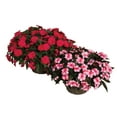 thumbnail image 4 of Better Homes & Gardens New Guinea Impatiens Petticoat Cherry Star Full Sun Spring Live Plants Outdoor, 2.5 Gallon, 4 of 5