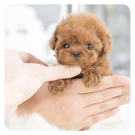 BESTSKY My Realistic Robot Puppy Electronic Interactive Pet Dog Robotic Puppy Dog Realistic Cute Gift Toy for Girls Children Po