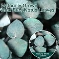 thumbnail image 5 of GoXteam 20pcs Blue Dried Eucalyptus Stems, Natural Eucalyptus Branches for Shower Hanging, 17" Preserved Plants Steam Shower for Women and Men, Relaxation Set, Mother's Day, 5 of 7