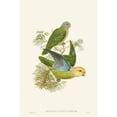 thumbnail image 3 of Gould, John 13x18 Black Modern Framed Museum Art Print Titled - Lime And Cerulean Parrots I, 3 of 5