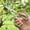 🔥 Silver#834, variant on Garden Pruning Shears | Stainless Steel Blades, Rust Resistant, Ergonomic Handle | Smooth Cutting Scissors for Branches, Flowers, Potted Plants | 7.7 in Heavy Duty Black