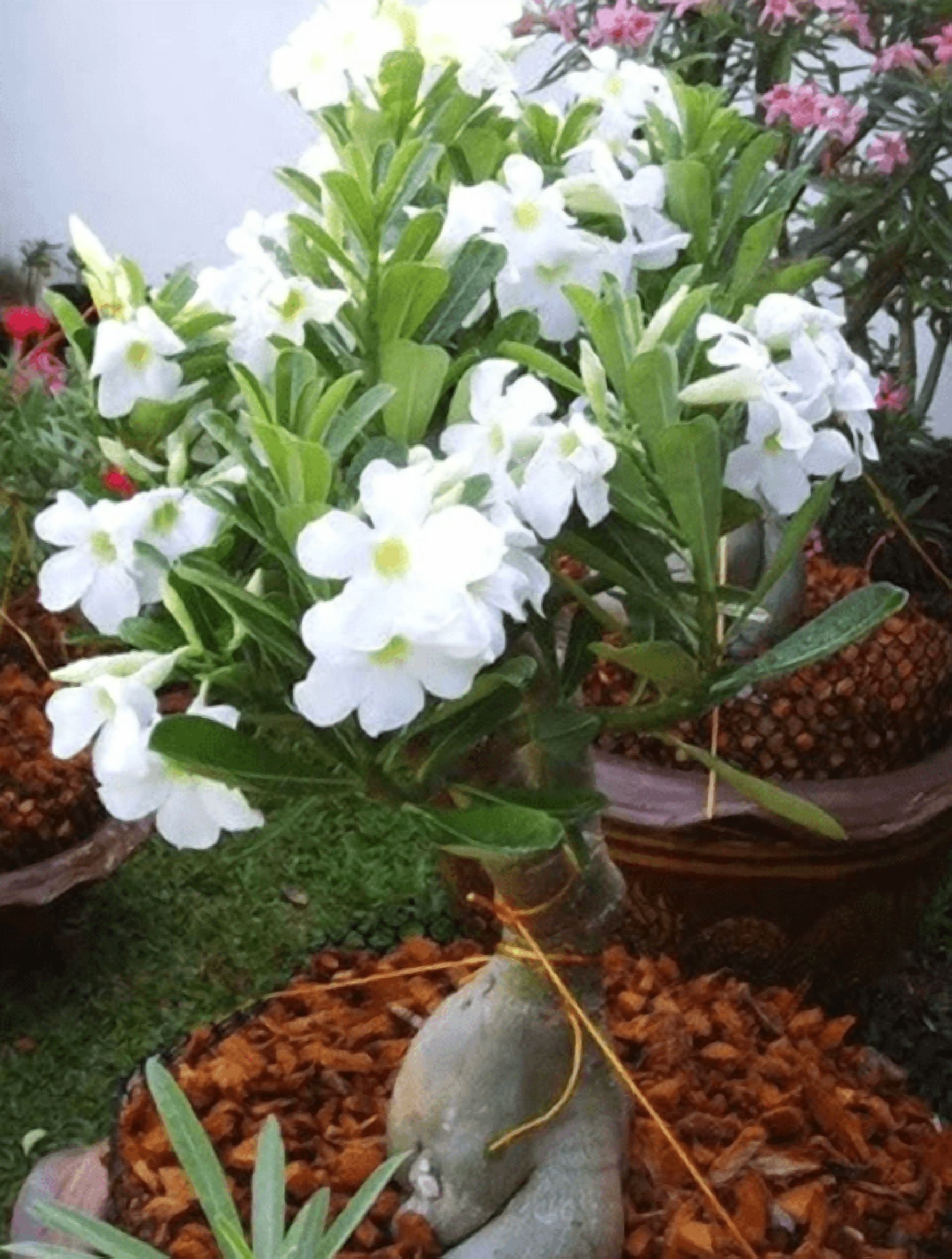 Set 2 White Desert Rose Live Plants 4-6 Inch Tall, Adenium Obesum Plants, White Flowering Succulent for Indoor Outdoor