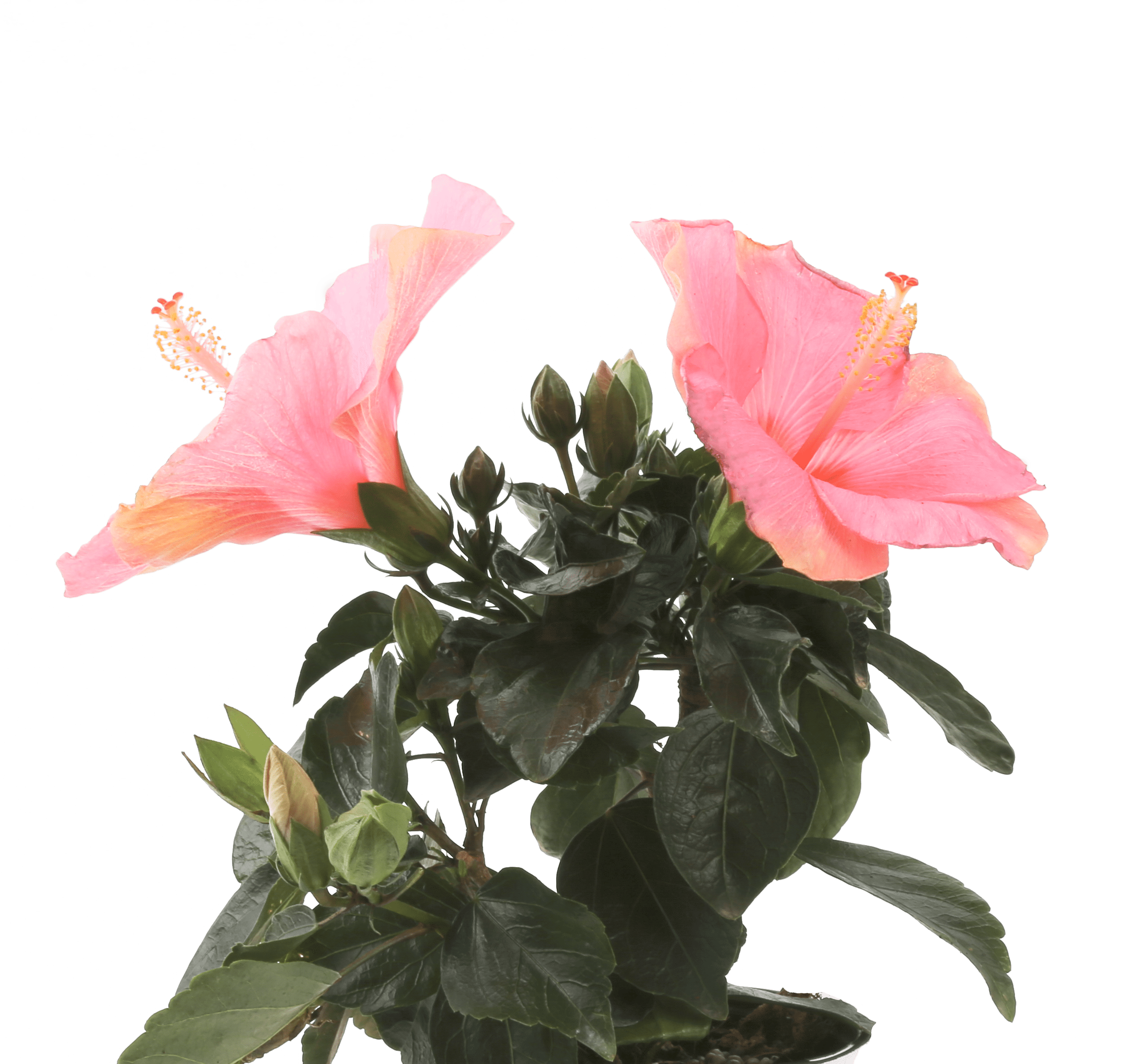 Costa Farms Live Outdoor 1qt Hibiscus 6 Pack Walmart Com Walmart Com