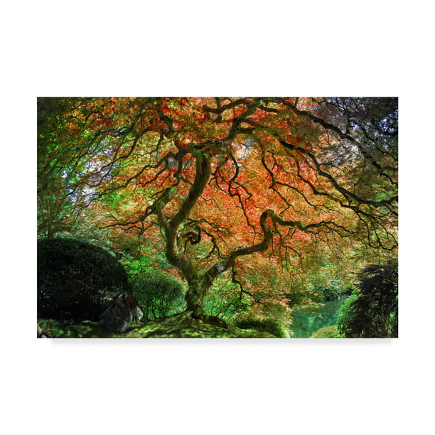 Trademark Fine Art Japanese Maple Tree 1 Canvas Art By Jason Matias