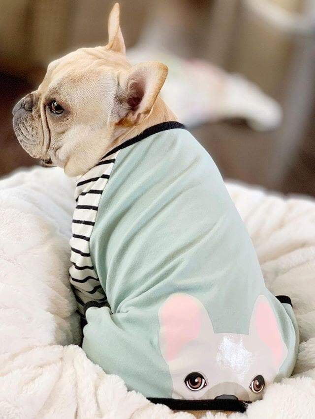 french bulldog gear