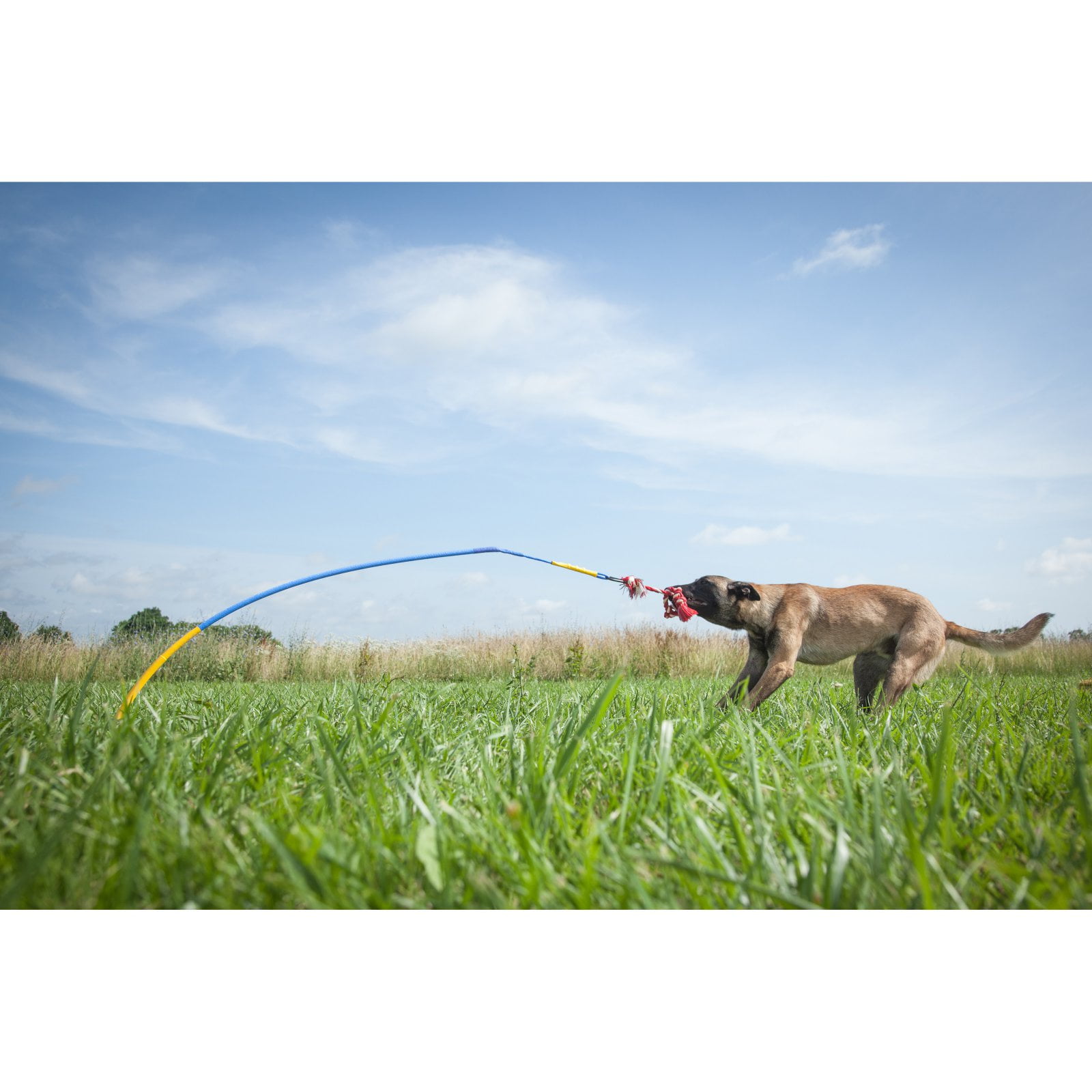 tether tug outdoor dog toy