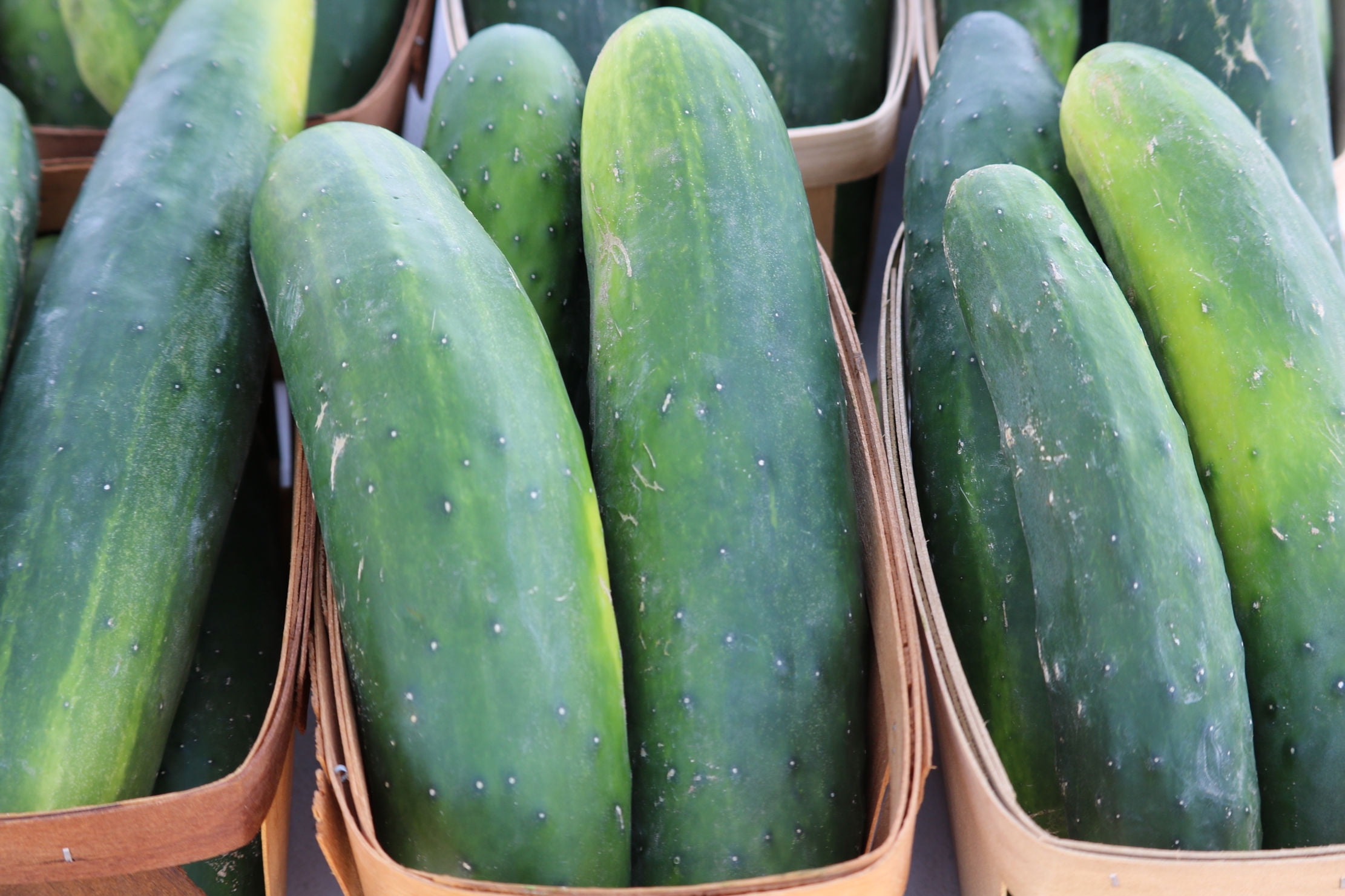 SEEDS ==Cucumber Marketmore 30 seeds Garden Heirloom Seed Abundant