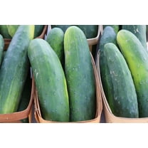 SEEDS ==Cucumber Marketmore- 30 seeds Garden Heirloom Seed- Abundant Fruit Production- Great Slicing Variety Serendipity Seeds