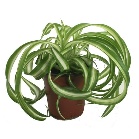 Bonnie Curly Spider Plant - Easy - Cleans the Air - 4