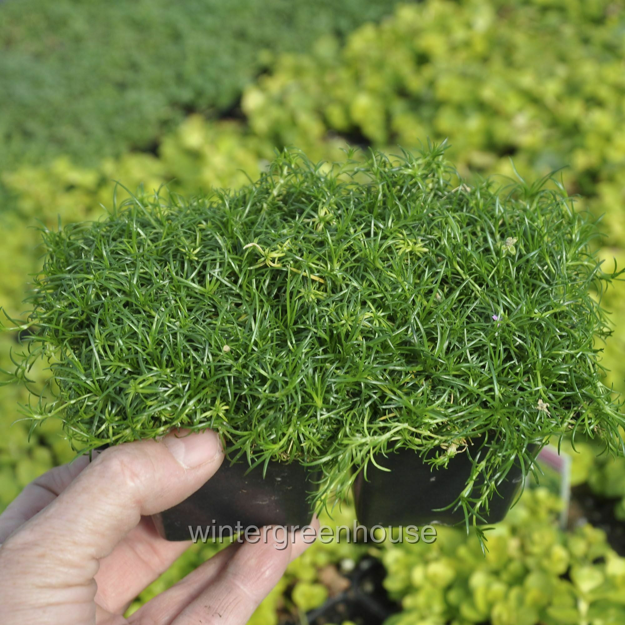 Sagina Subulata, Irish Moss Ground Cover - Pot Size: 4x 2.63x1.72x2.75" - Ground Cover Plants, Plant Collections