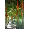 thumbnail image 3 of Orange Crownshaft Palm Tree - Live Plant in a 10 Inch Pot - Areca Vestiaria - Extremely Rare Ornamental Palms from Florida, 3 of 8